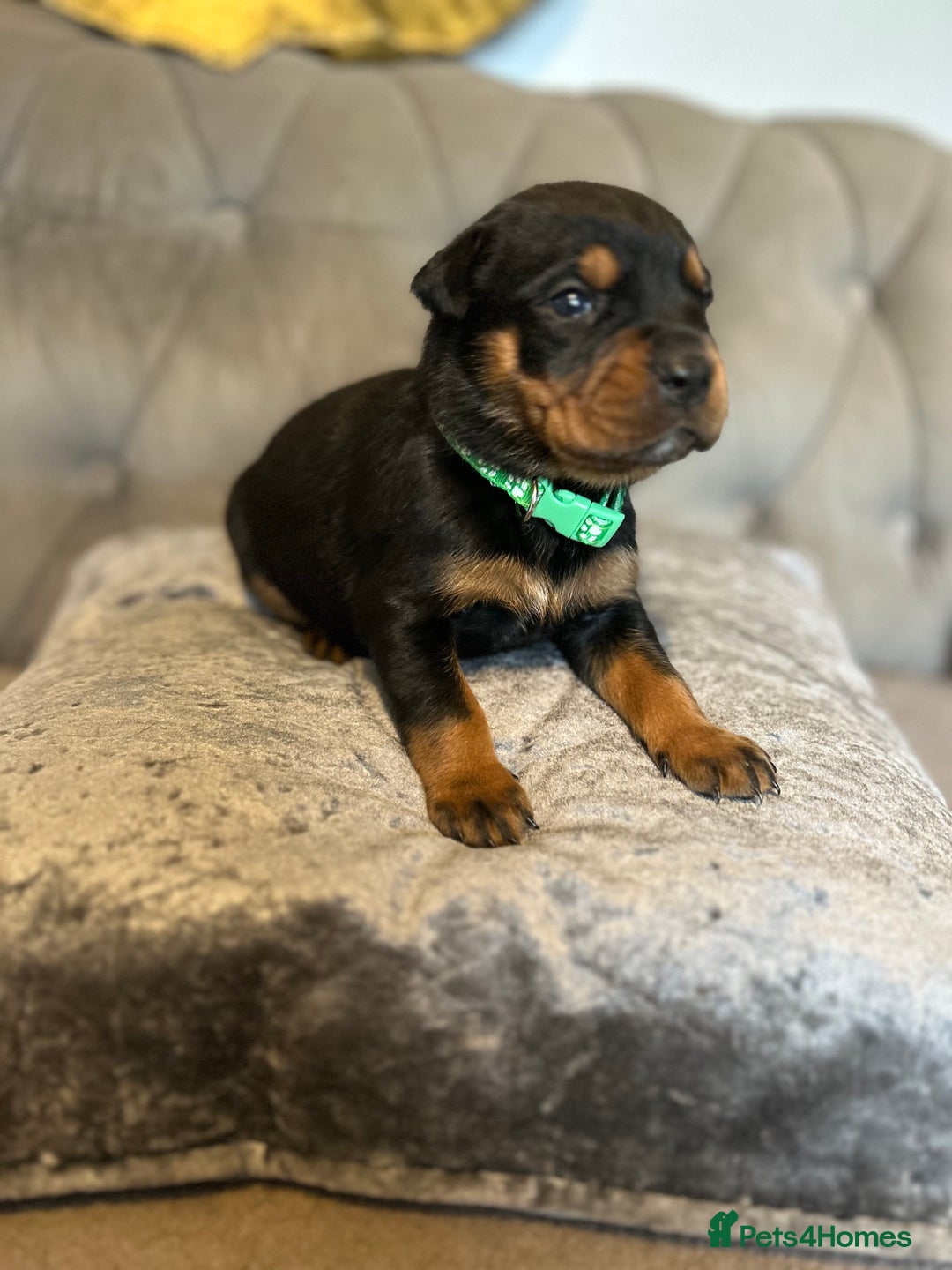Rottweiler dogs for sale: Ready in 2 weeks bunch of 12 rotwellier puppies  - Advert 17