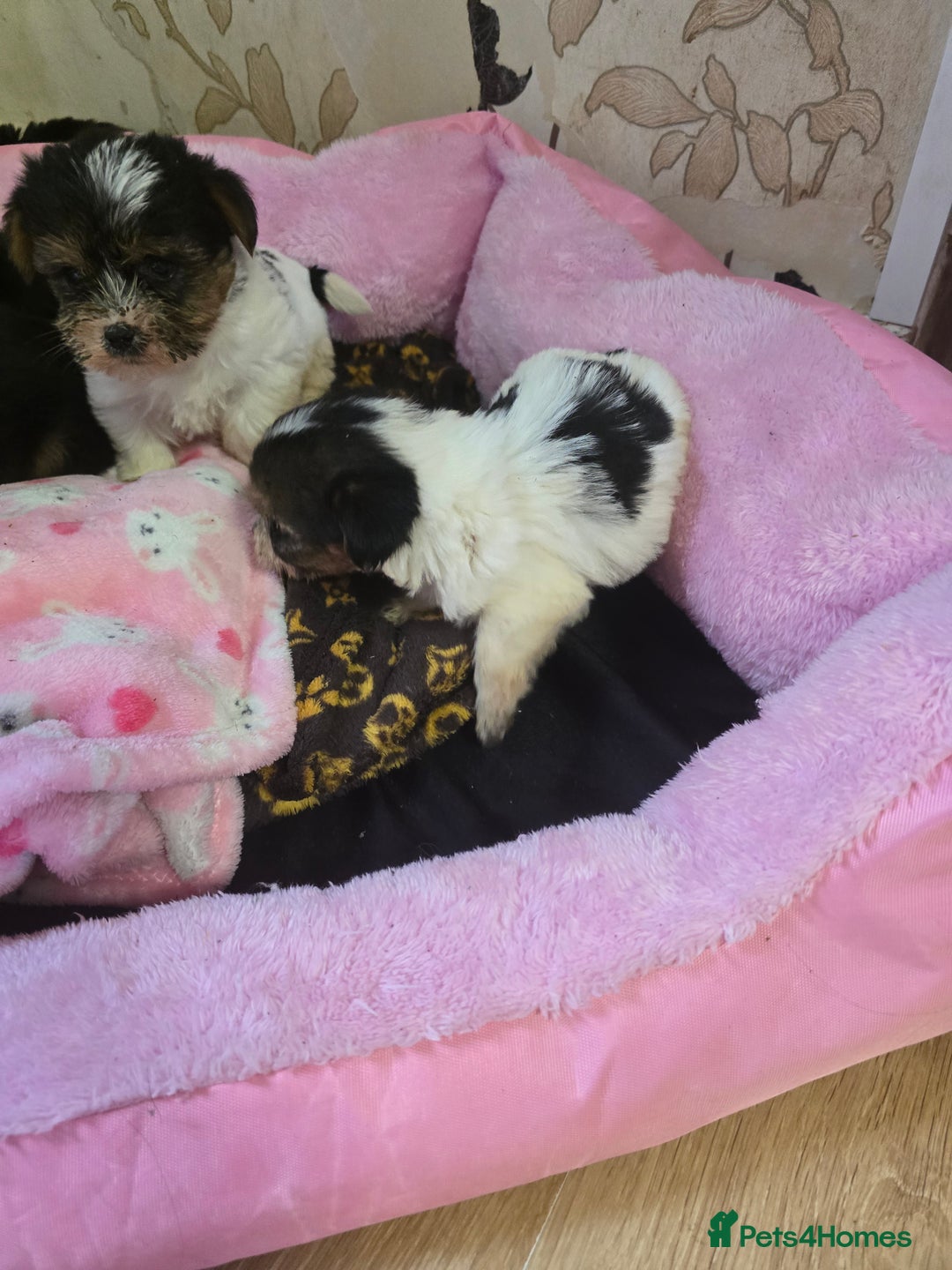 Yorkshire Terrier dogs for sale: 5 yorkies - Image 13
