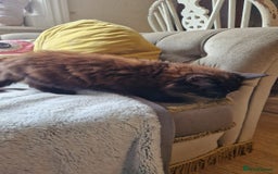 Mixed Breed cats for sale: Amazing fluff balls - Image 4