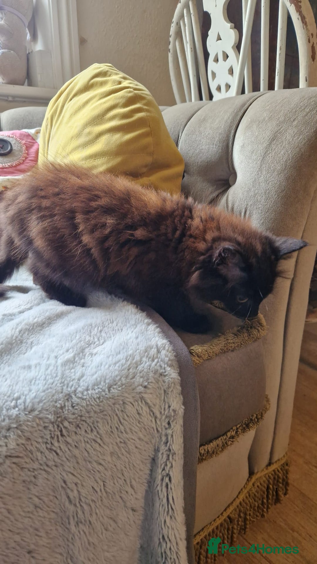 Mixed Breed cats for sale: Amazing fluff balls - Image 4