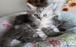 Maine Coon cats for sale: Stunning GCCF Maine Coon kittens  - Image 16