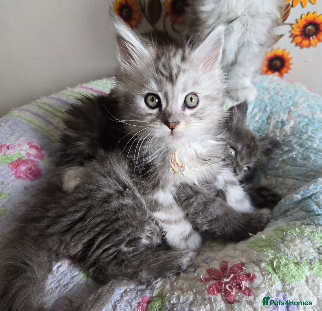Maine Coon cats for sale: Stunning GCCF Maine Coon kittens  - Image 16