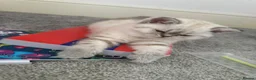 Mixed Breed cats for sale: Female millie in Billericay - Advert 4