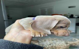 Dachshund dogs for sale: Miniature Isabella Tan Smooth Coat Dachshunds - Image 1