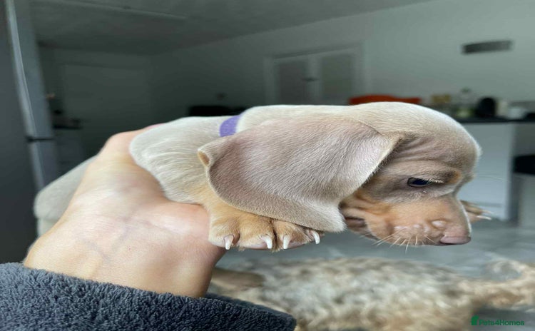 Dachshund dogs - Advert 2
