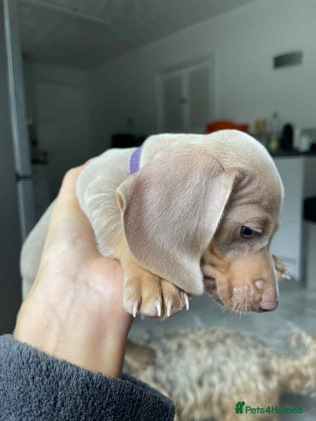 Dachshund dogs for sale: Miniature Isabella Tan Smooth Coat Dachshunds - Image 1