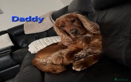 Cocker Spaniel dogs for sale: 🐾 Adorable Cocker Spaniel Puppies for Sale! 🐾 - Image 17