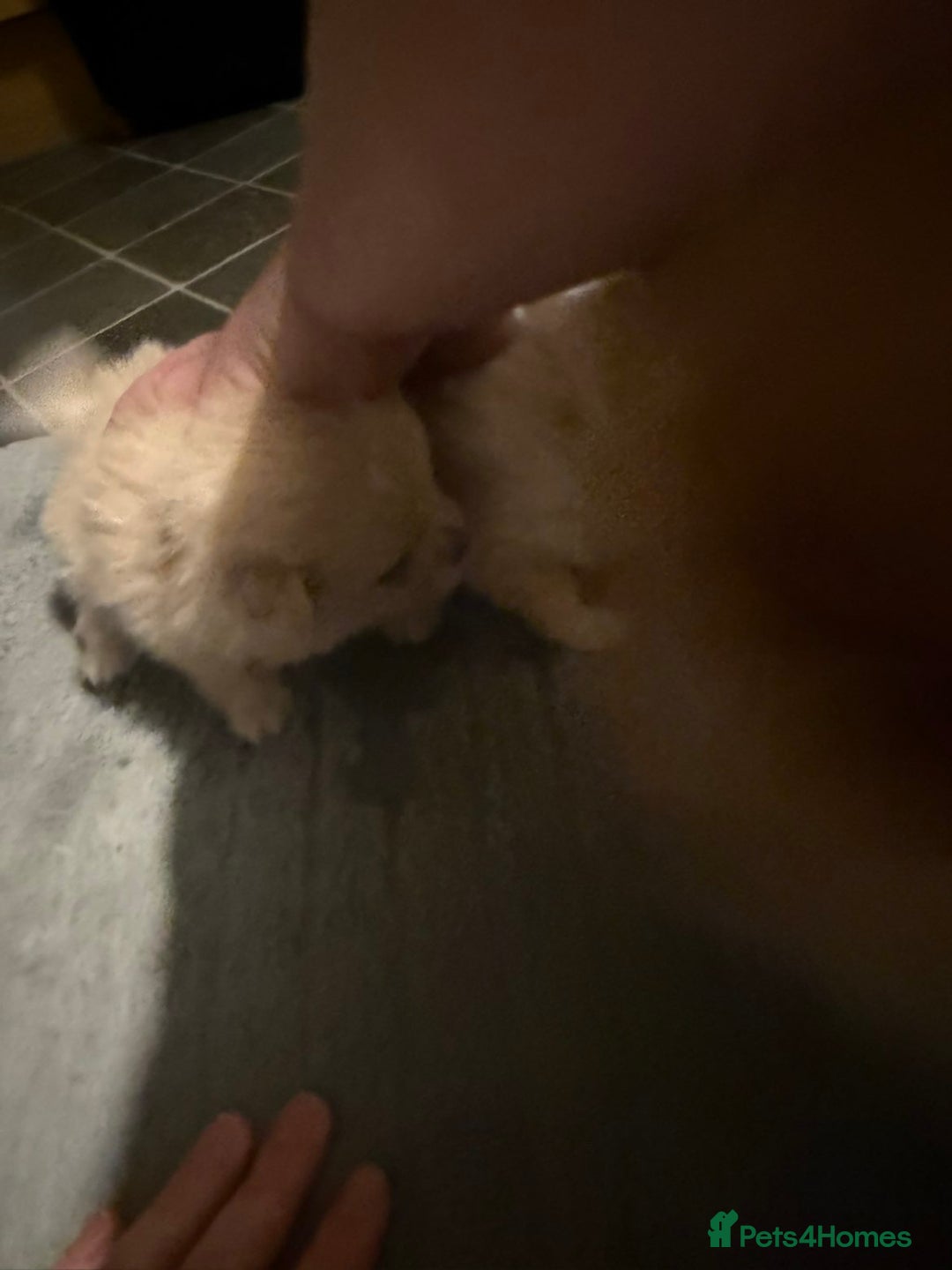 Pomeranian dogs for sale: Two Male Pomeranian’s!  - Advert 30