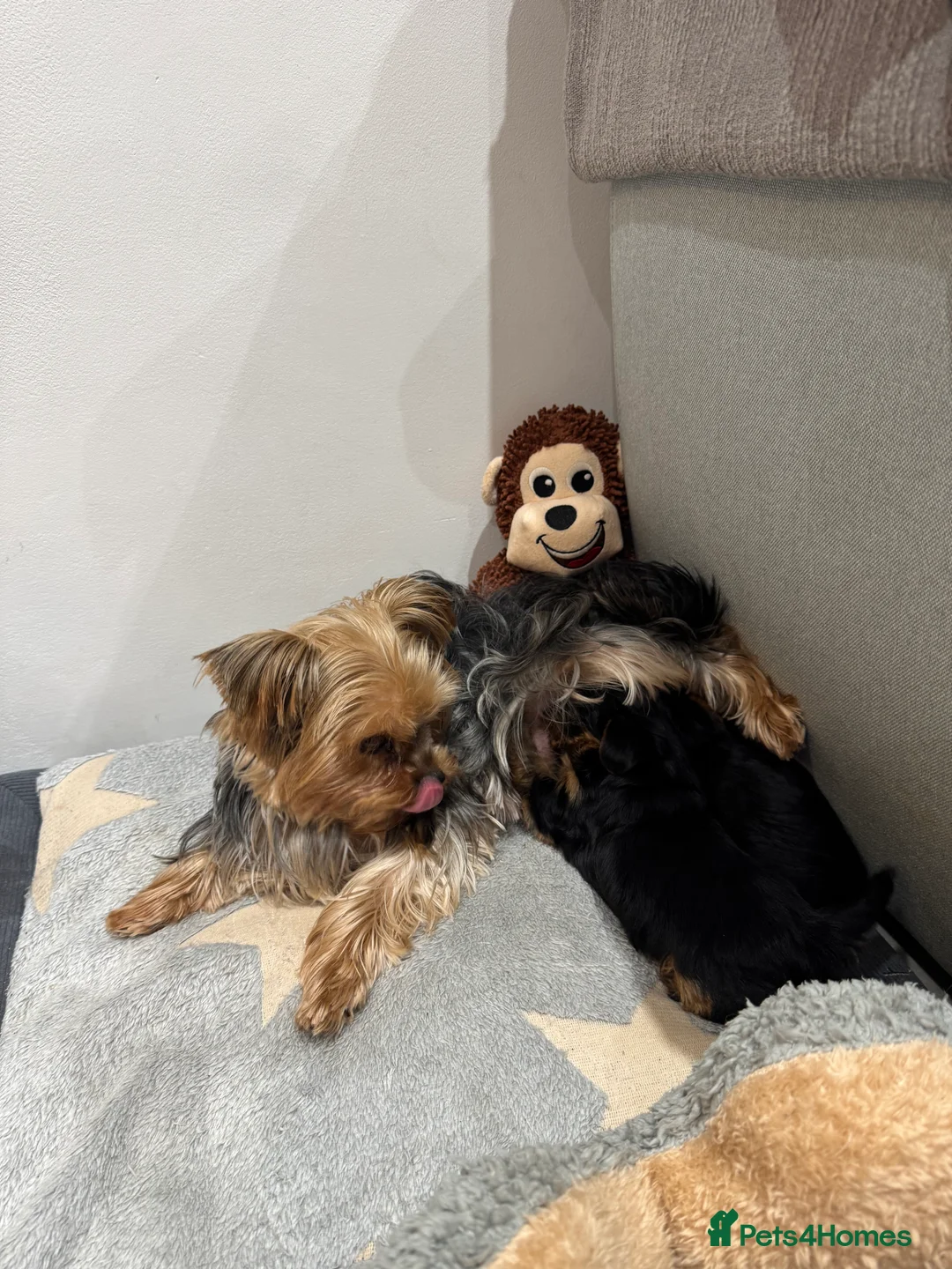 Yorkshire Terrier dogs for sale: Mini Yorkshire Terrier  in Worthing - Advert 1