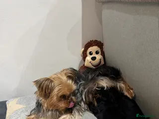 Yorkshire Terrier dogs Mini Yorkshire Terrier - Advert 10