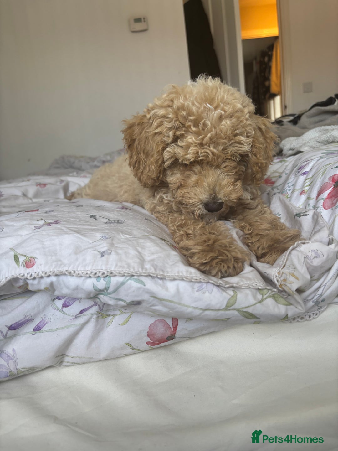 Toy Poodle dogs for sale: Last Toy Poodle Girl Waiting for her Forever Home - Image 11