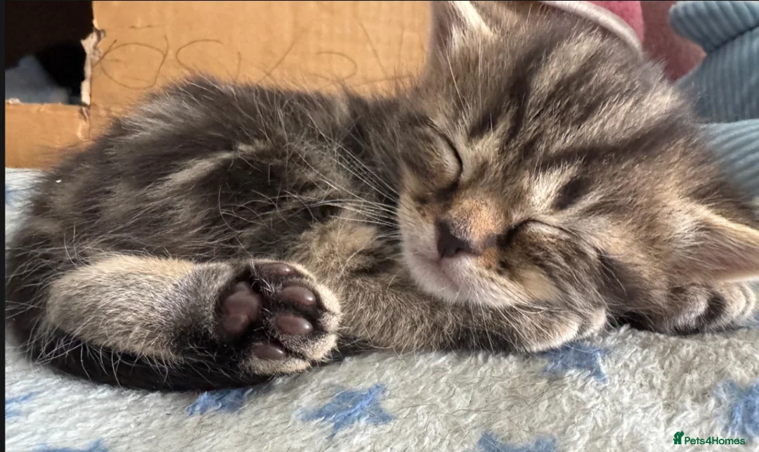 British Shorthair cats for sale: 1 Adorable little guy left - Advert 2