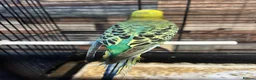 Budgerigars birds for sale: Male budgies  - Advert 5