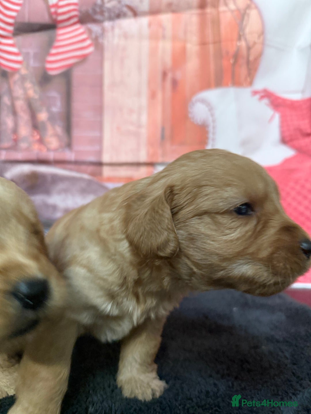 Labradoodle dogs for sale: Beautiful Miniature F1 Labradoodles - Advert 9