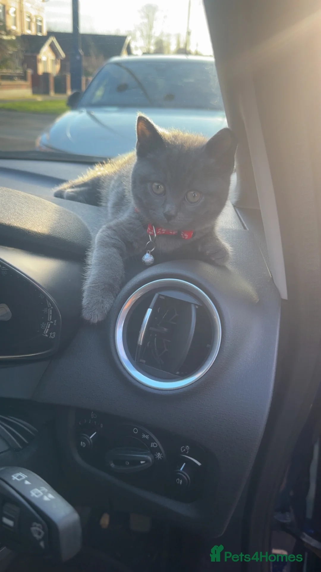 British Shorthair cats for sale: Cutie  in Manchester - Advert 7
