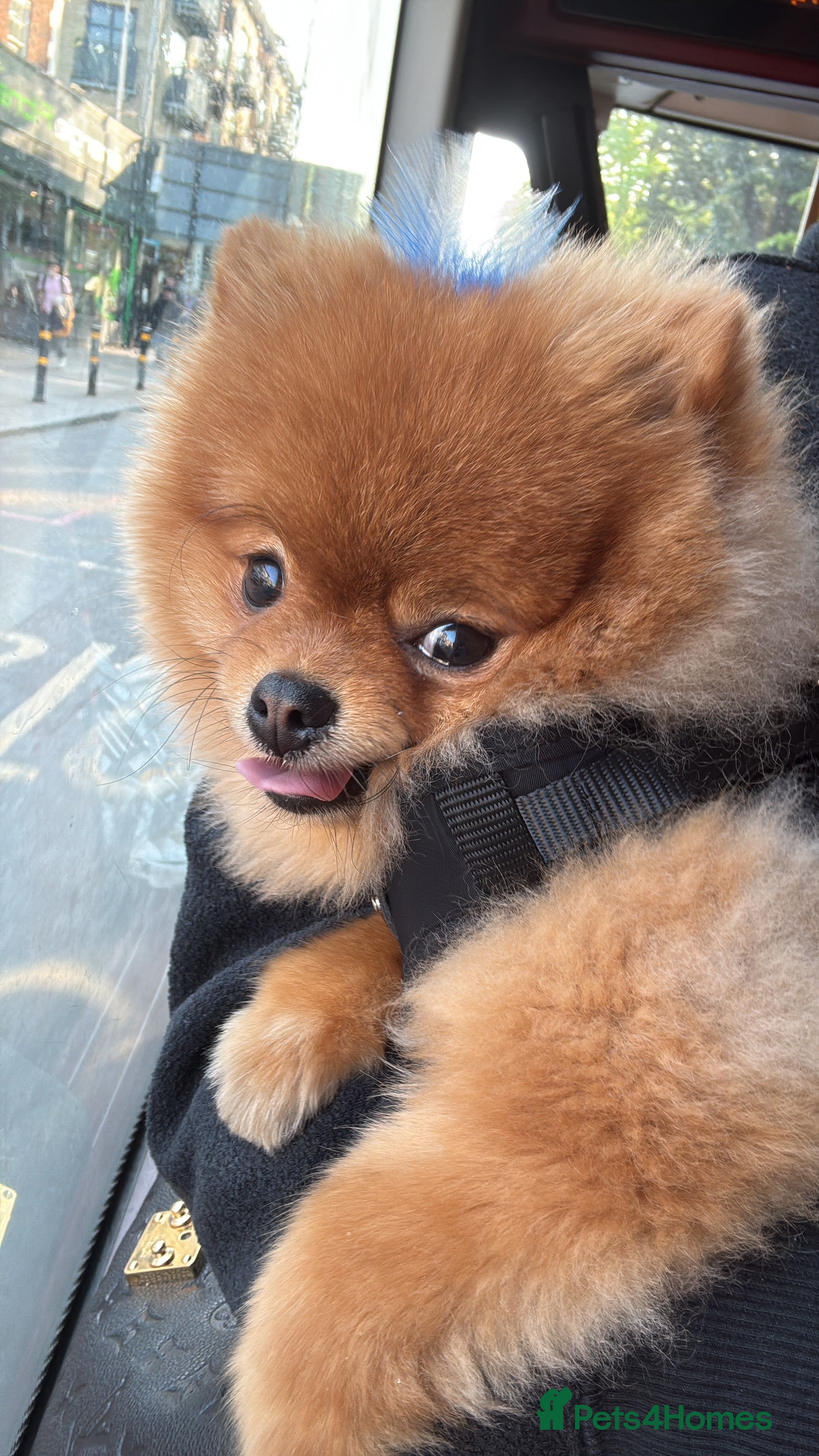 Pomeranian dogs Teddy bear 🧸 boy looking for 🏡 - Advert 1