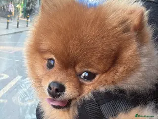 Pomeranian dogs Teddy bear 🧸 boy looking for 🏡 - Advert 1