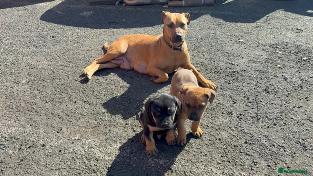 Mixed Breed dogs for sale: Brown Male Rottweiler / Black Mouth Cur Mix Puppy  - Advert 1