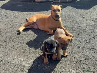 Mixed Breed dogs Brown Male Rottweiler / Black Mouth Cur Mix Puppy - Advert 1