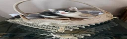 Mixed Breed cats for sale: Mixed breed kittens  in Dagenham - Advert 3