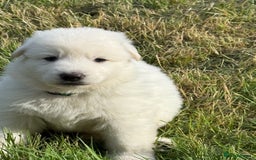 German Shepherd dogs for sale: PHENOMENAL LITTER OF WHITE LONG HAIRED GSD PUPS☘️ - Image 31