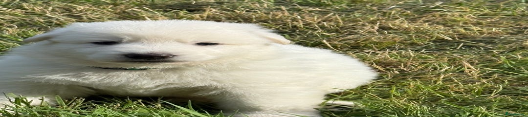 German Shepherd Puppy 2