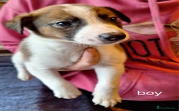 Mixed Breed dogs for sale: Puppies - Image 9