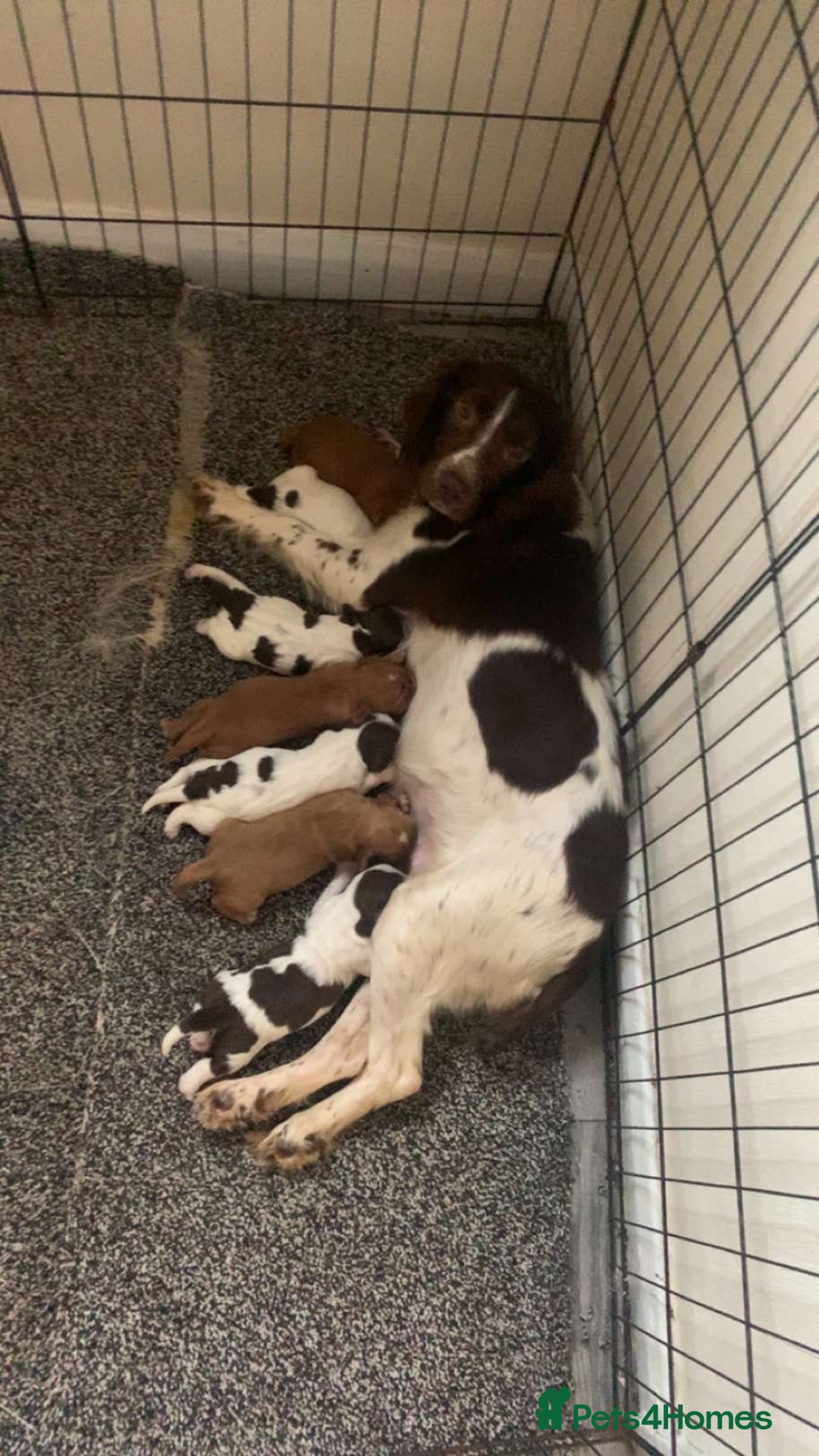 Cocker Spaniel dogs for sale: Cocker spaniel pups - Image 9