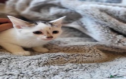 Mixed Breed cats for sale: 4 beautiful little kittens  - Image 18