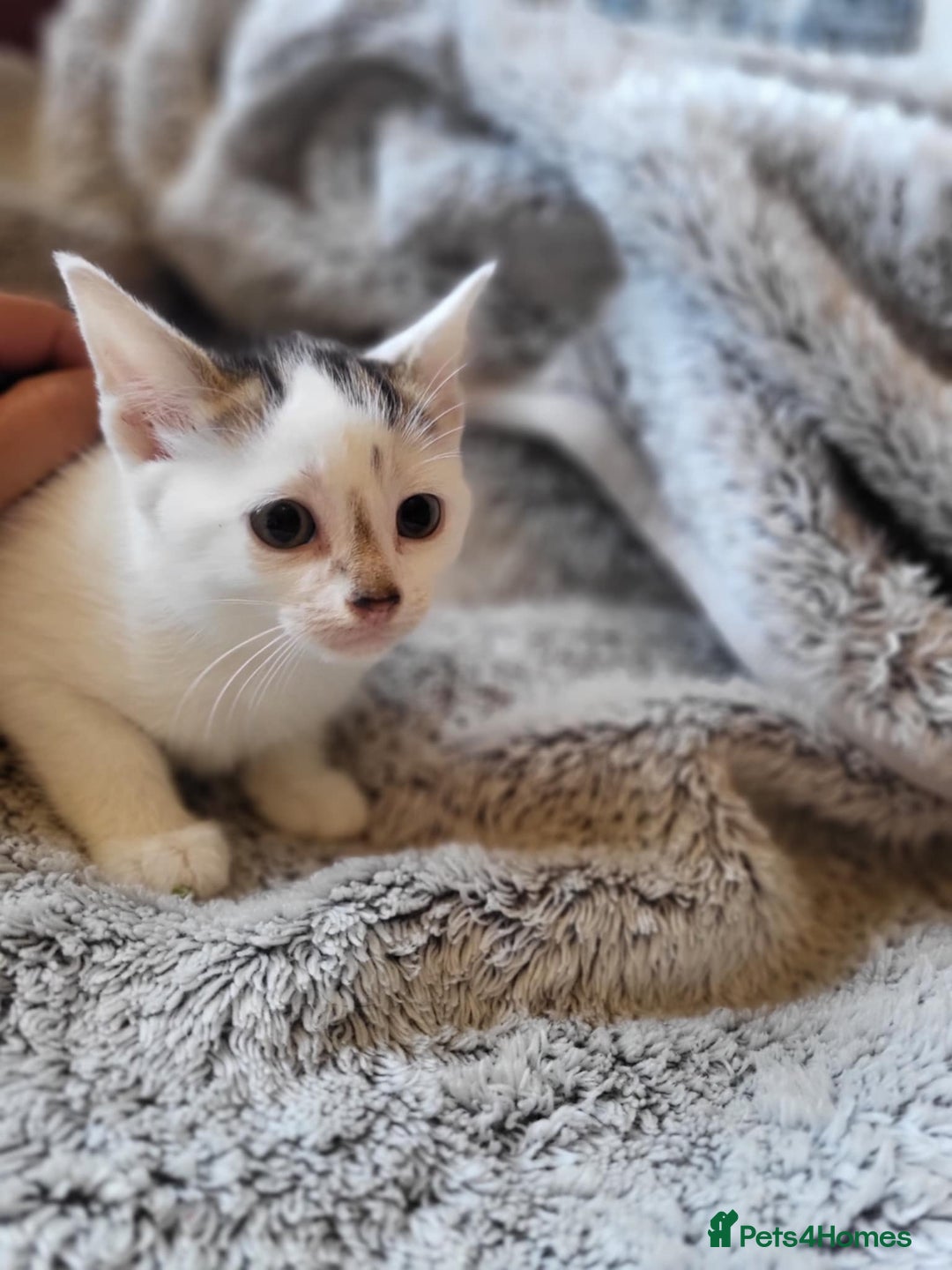 Mixed Breed cats for sale: 4 beautiful little kittens  - Image 18