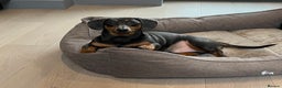 Dachshund dogs for sale: Rehoming our 3 yo dachshund  - Advert 5