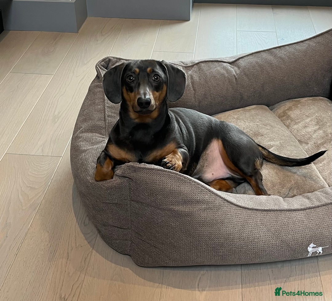 Dachshund dogs for sale: Rehoming our 3 yo dachshund  - Image 5
