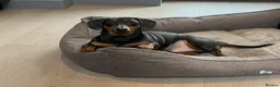 Dachshund dogs for sale: Rehoming our 3 yo dachshund  - Advert 5