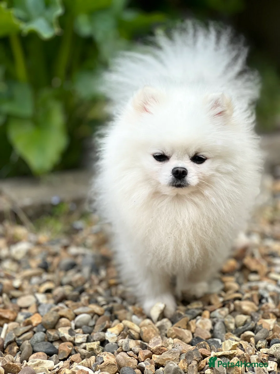 Pomeranian dogs for stud:  🏆 Asian White🏆 Pom TINY - Advert 5
