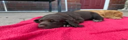 Sprocker dogs for sale: Sprocker spaniel puppies health tested parentage in Lytham Saint Annes - Advert 22
