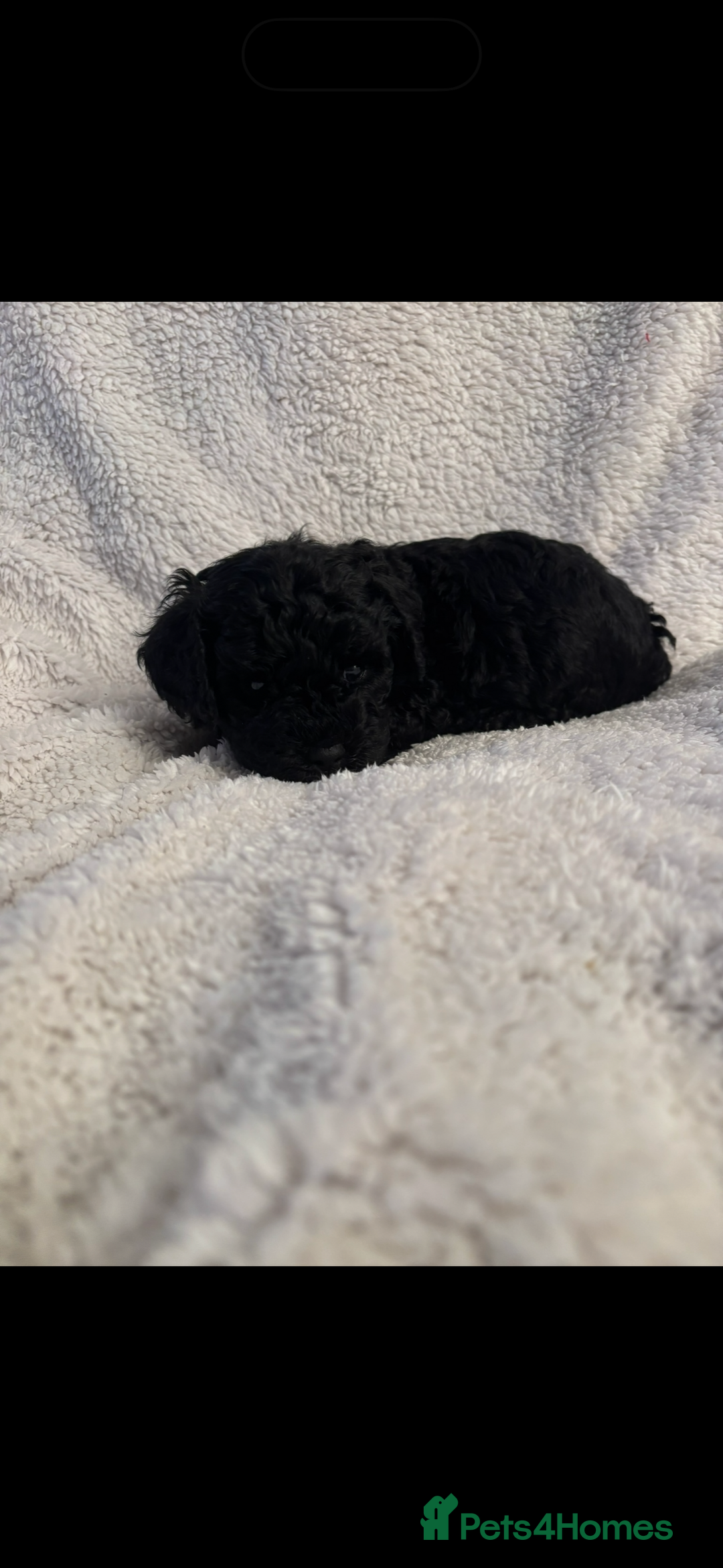 Cavapoo dogs for sale: Cavapoo Puppies for Sale - Advert 5