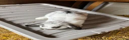 Mixed Breed rabbits for sale: Young rabbits lops and normals  - Advert 7