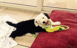 Old English Sheepdog dogs for sale: Quality Homes Only!!!Old English Sheepdog Pups. - Image 3