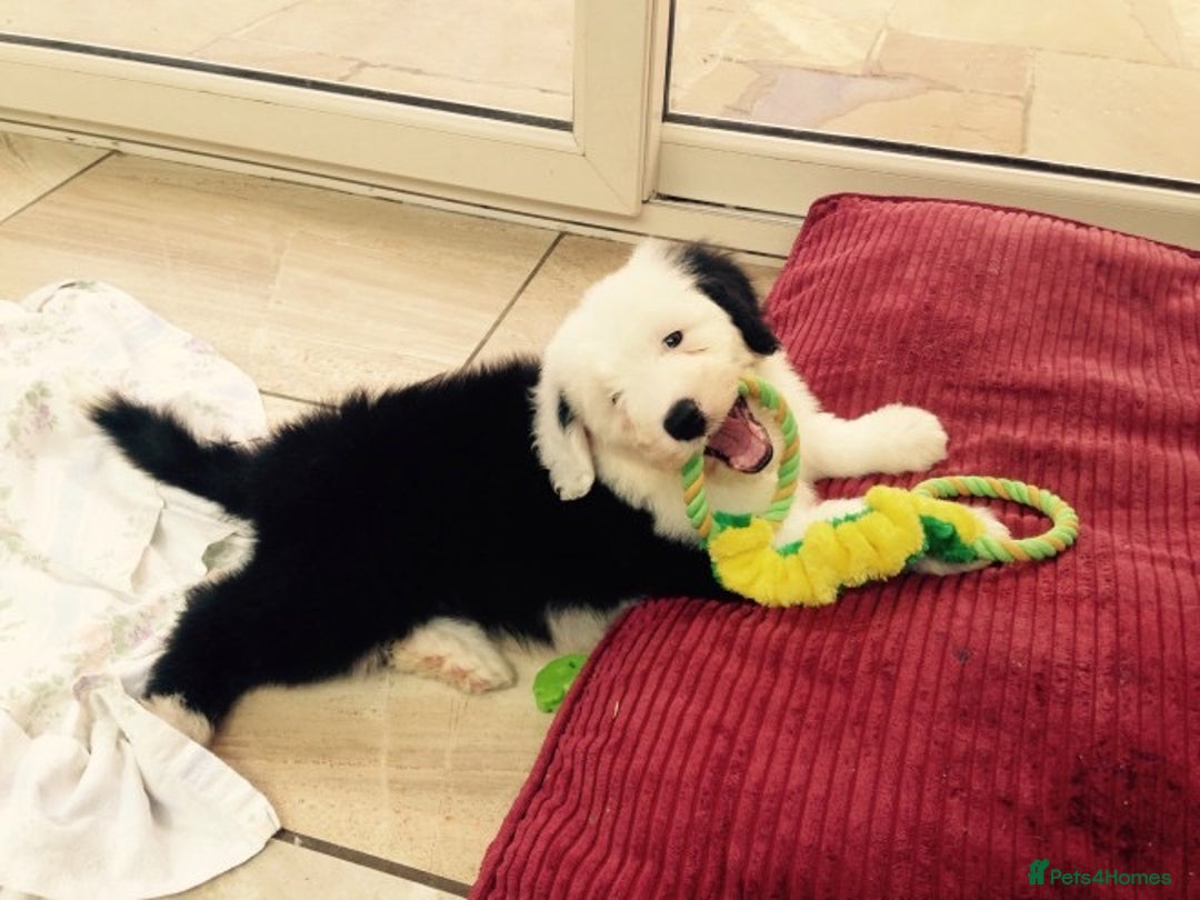 Old English Sheepdog dogs for sale: Quality Homes Only!!!Old English Sheepdog Pups. - Image 3