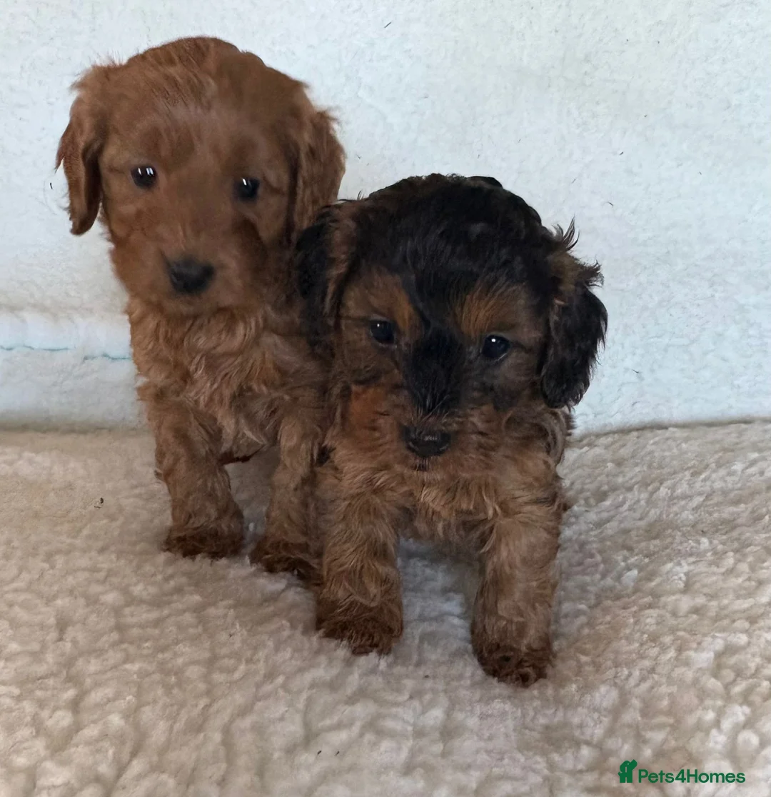 Cockapoo dogs for sale: Cocapoo Puppies - Advert 2