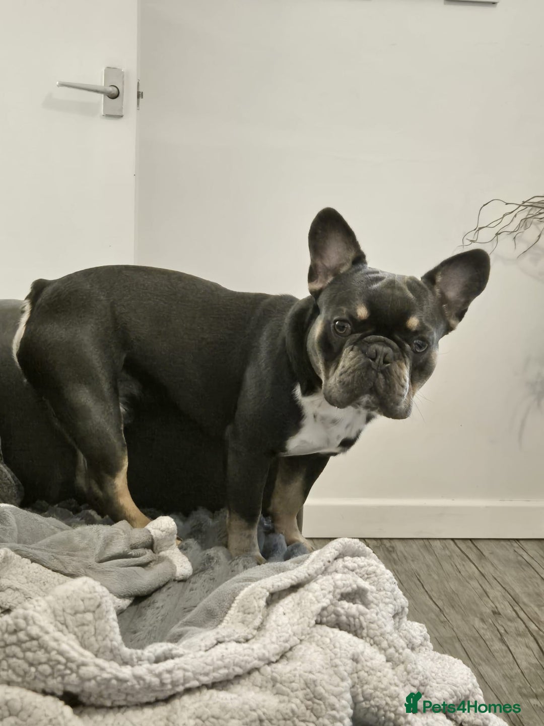 French Bulldog dogs for sale: french bulldog puppies - Advert 6