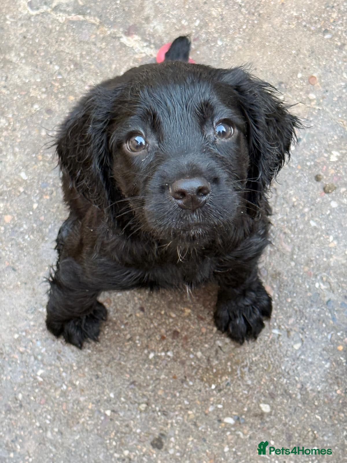 Sprocker dogs Beautiful Sprocker Pups..  - Advert 1