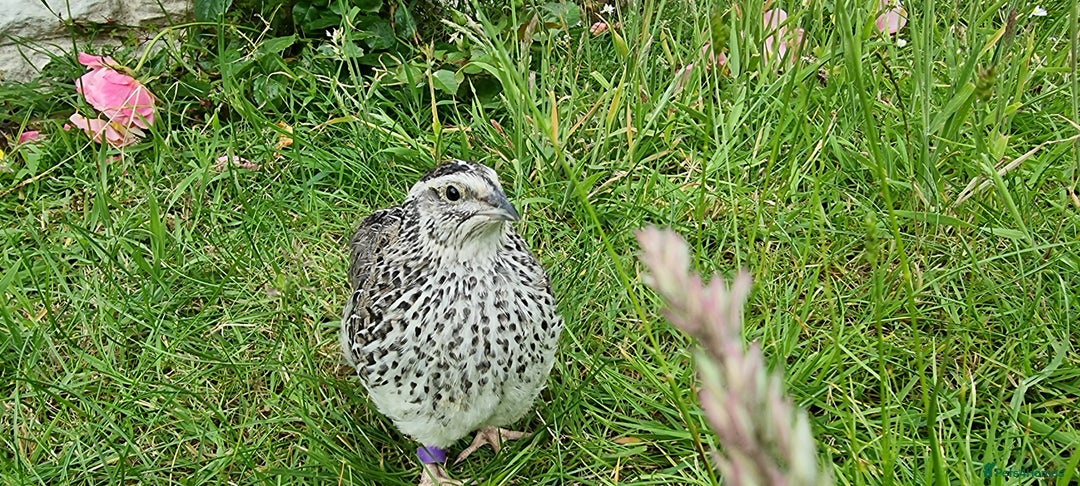Quail poultry for sale: 🐣 Live Coturnix Jumbo Quail for Sale  in Birmingham - Image 8