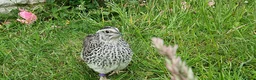 Quail poultry for sale: 🐣 Live Coturnix Jumbo Quail for Sale  in Birmingham - Advert 8
