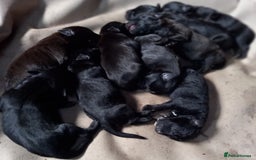 Patterdale Terrier dogs for sale: Patterdale puppies, good strong pups, home bred. - Image 7
