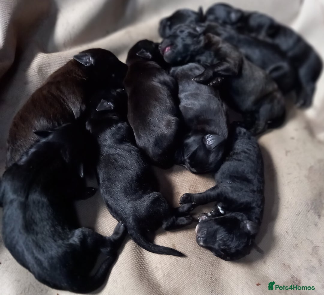 Patterdale Terrier dogs for sale: Patterdale puppies, good strong pups, home bred. - Image 7