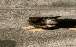 Biewer Terrier dogs for sale:  **  Biewer Terrier Babies Available 🥰 - Image 2