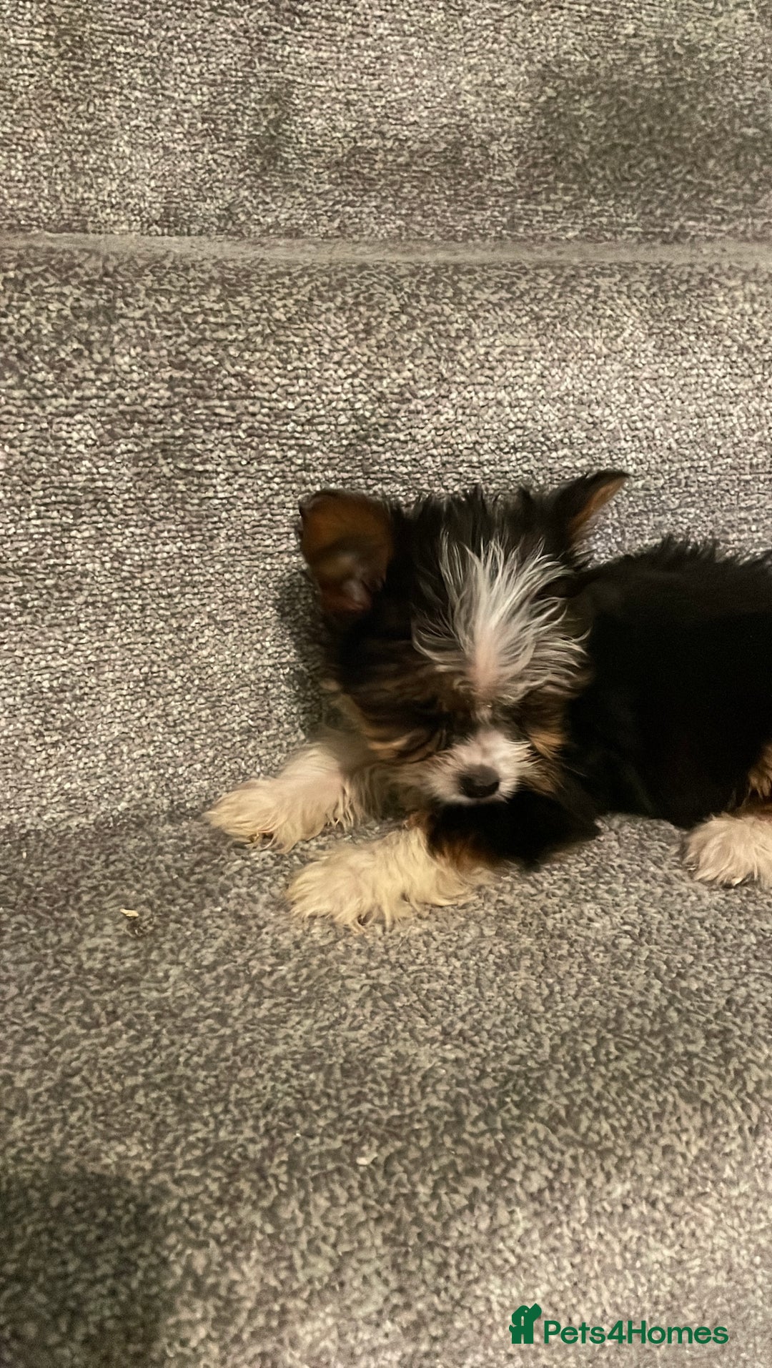 Biewer Terrier dogs for sale:  **  Biewer Terrier Babies Available 🥰 - Image 2