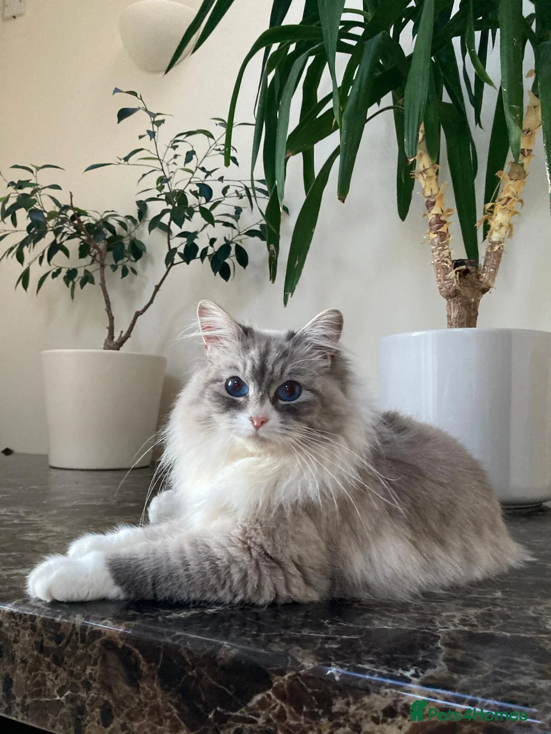 Siberian cats for sale: Retired Neva Siberian Queen  - Advert 1