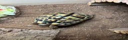 Hermann Tortoise reptiles for sale: Two Herman tortoises  in Salford - Advert 8